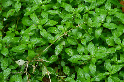 Ludwigia-do-pântano-verde