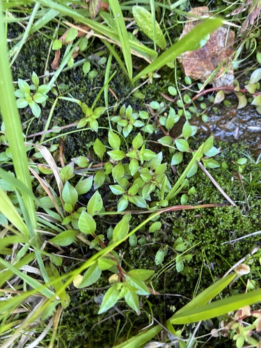 Ludwigia-do-pântano-verde