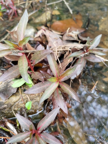 Ludwigia-glandular-vermelho-escura