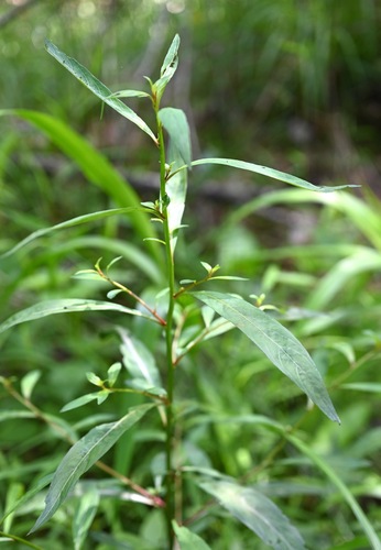 Ludwigia-glandular-vermelho-escura