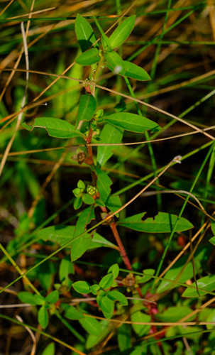 Ludwigia-glandular-vermelho-escura