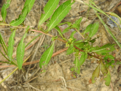 Ludwigia-glandular-vermelho-escura