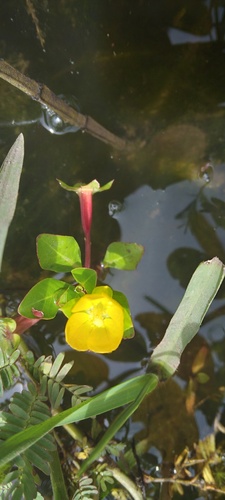 Ludwigia-inclinada-ondulada