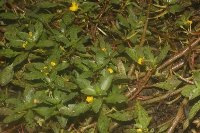 Ludwigia-inclinada-ondulada