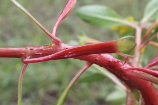 Ludwigia-inclinada-ondulada