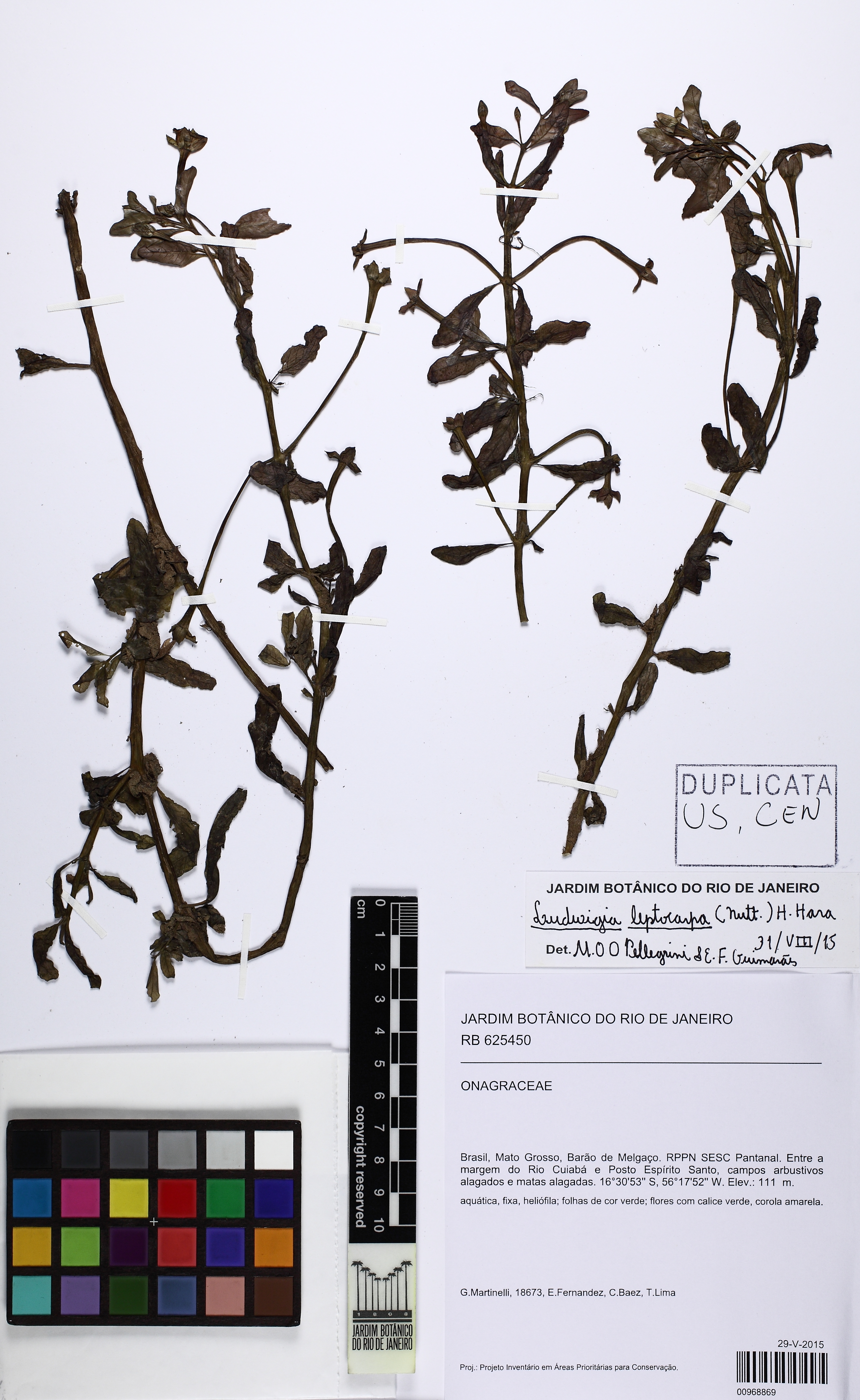 Ludwigia-inclinada-ondulada