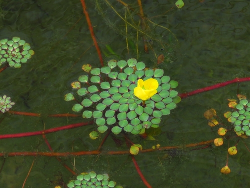 Mosaico-d'água-do-pantanal