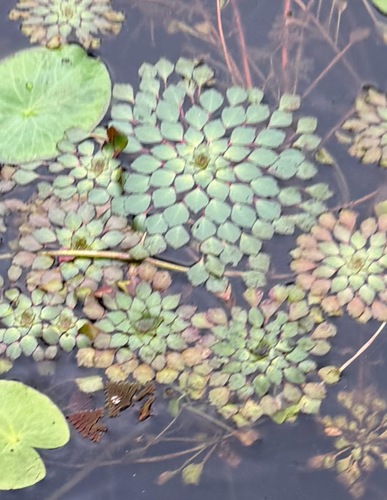 Mosaico-d'água-do-pantanal