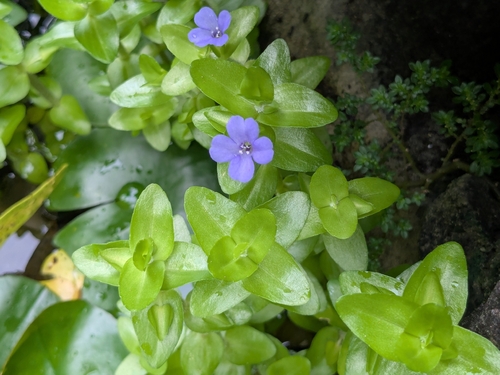 Bacopa-monnieri (Alecrim-d'água)