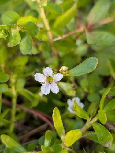 Bacopa-monnieri (Alecrim-d'água)