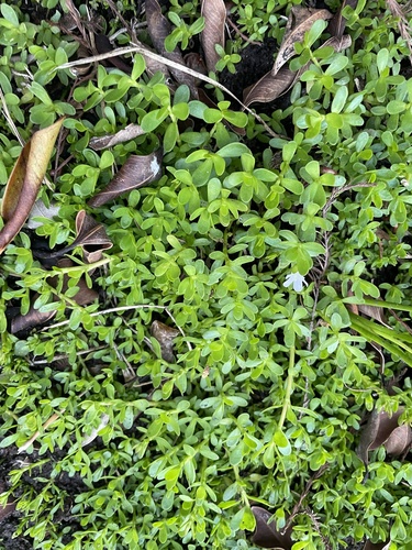 Bacopa-monnieri (Alecrim-d'água)