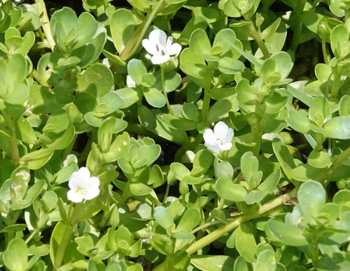 Bacopa-monnieri (Alecrim-d'água)