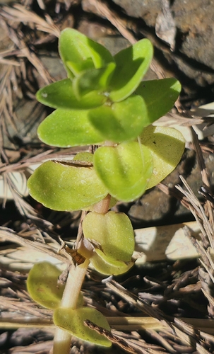 Bacopa-azul-limão