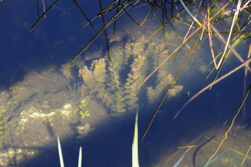 Bacopa-azul-limão