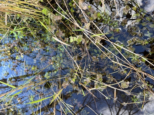 Bacopa-azul-limão