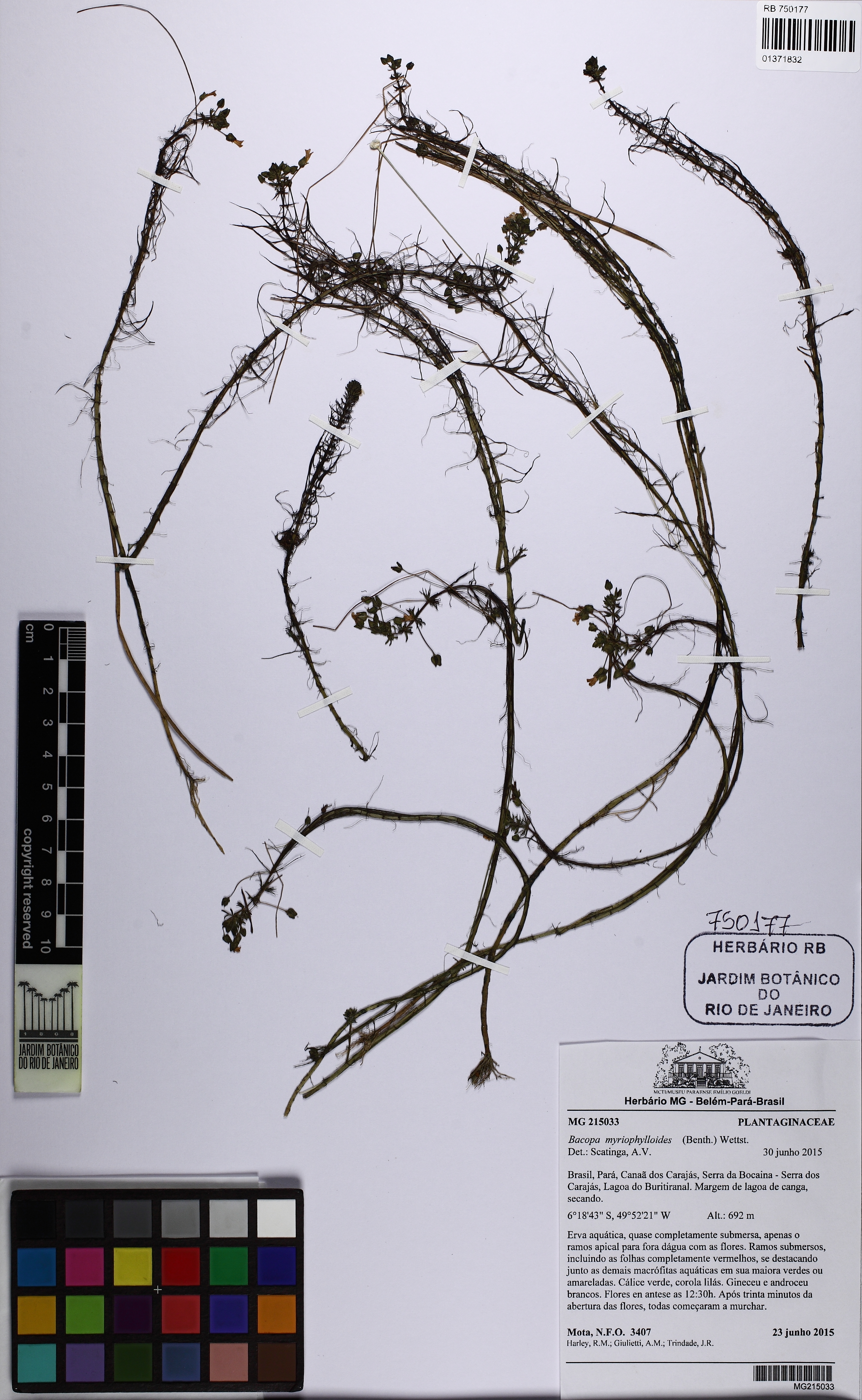 Bacopa-pinada-delicada