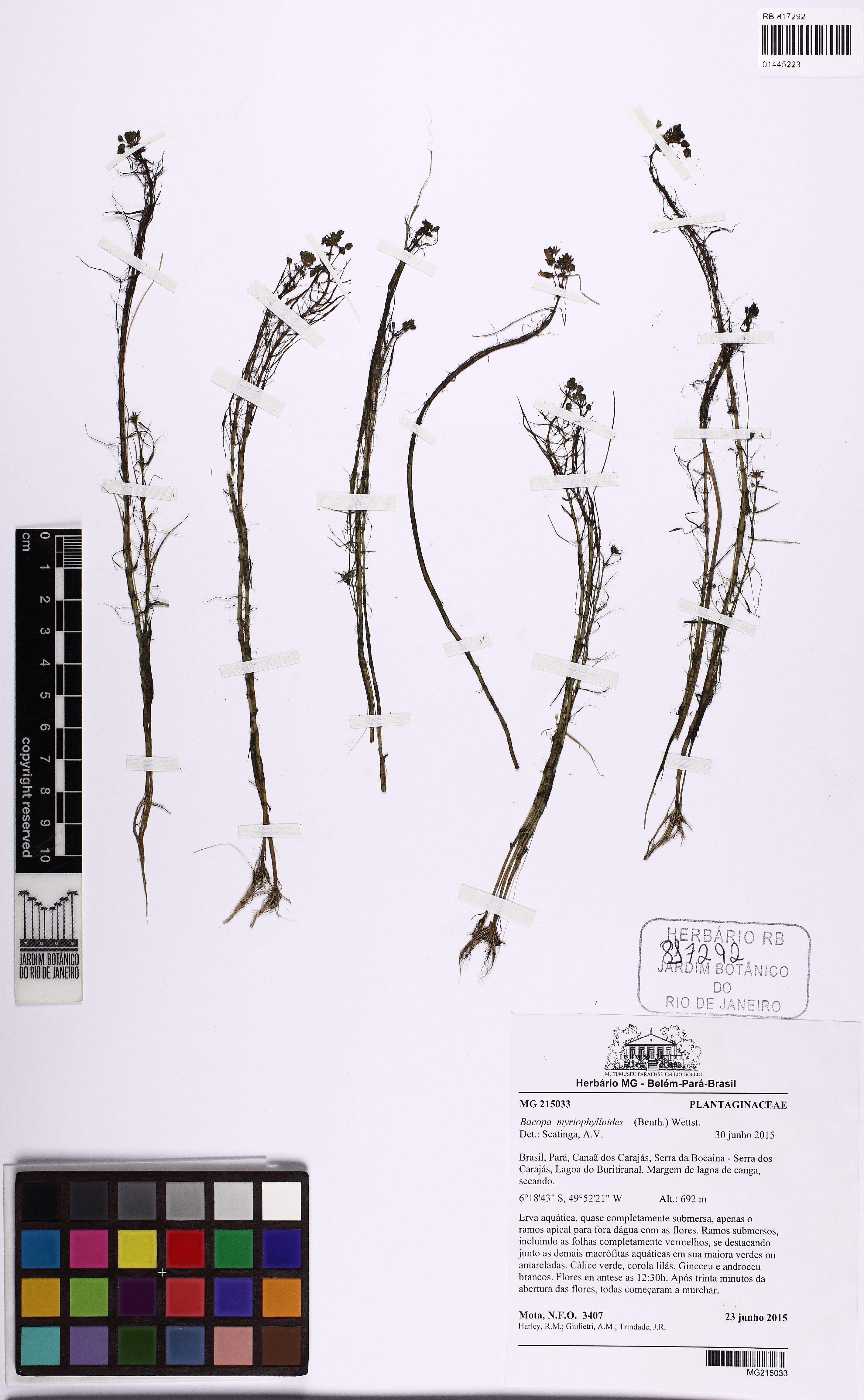 Bacopa-pinada-delicada