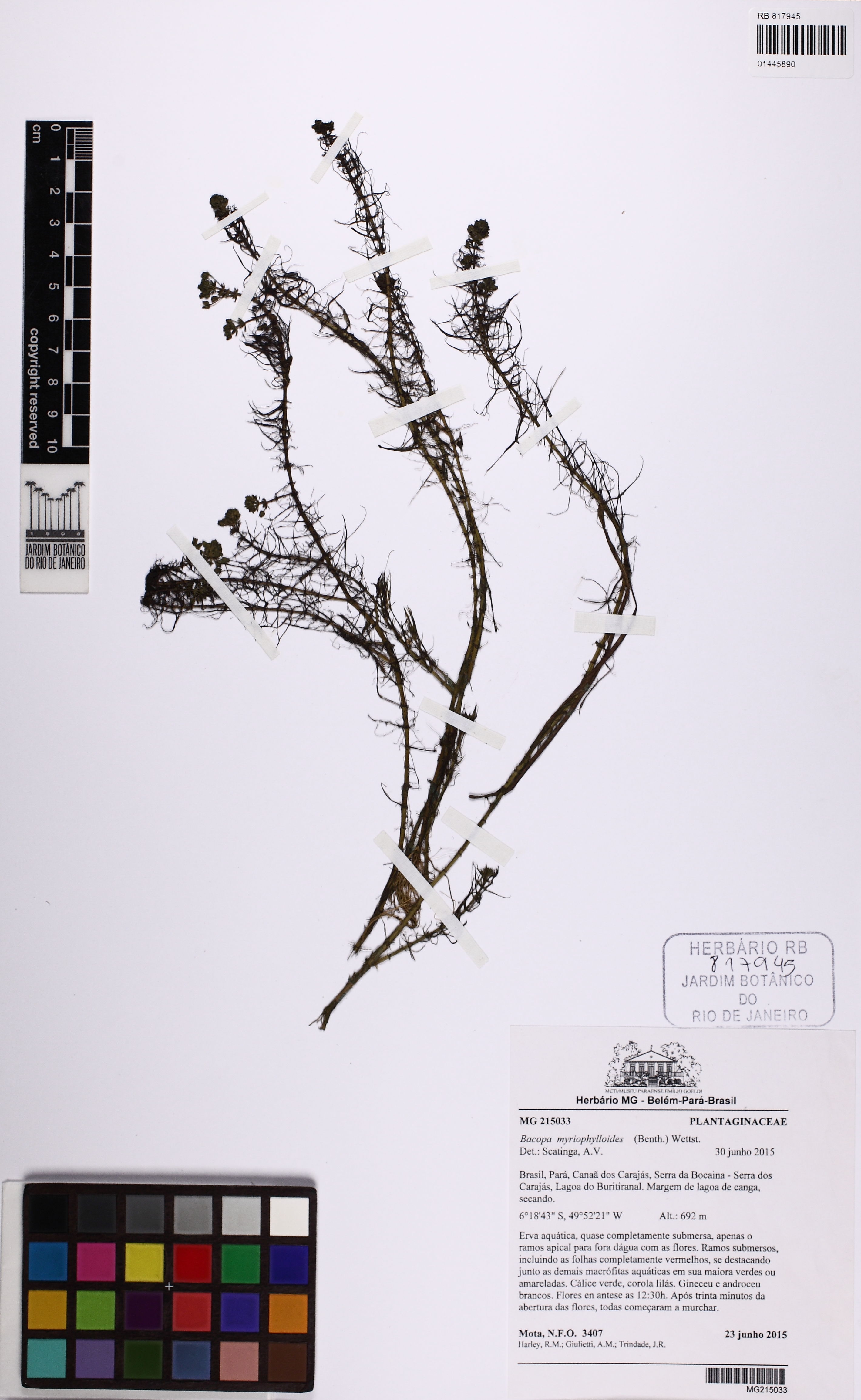 Bacopa-pinada-delicada