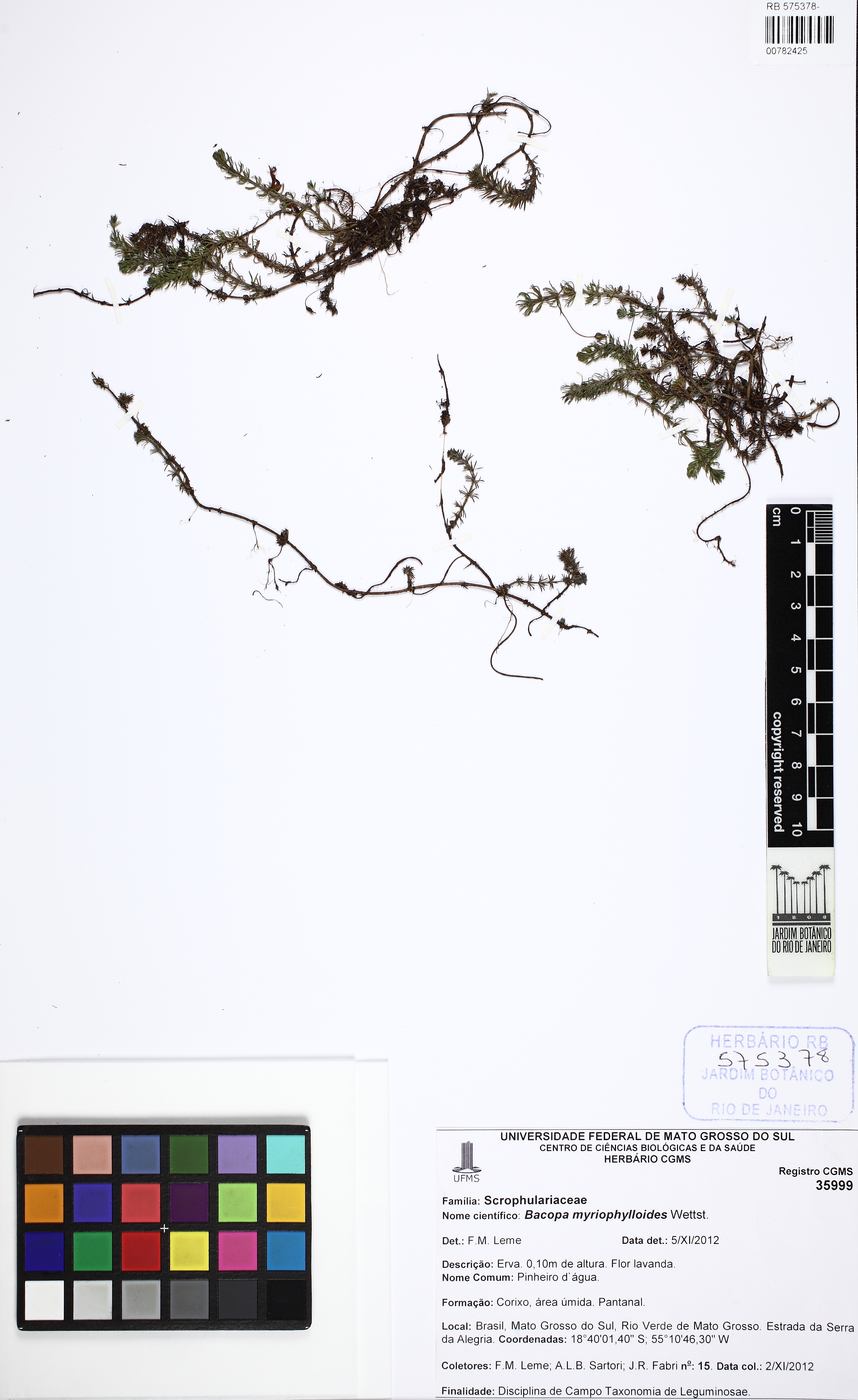 Bacopa-pinada-delicada