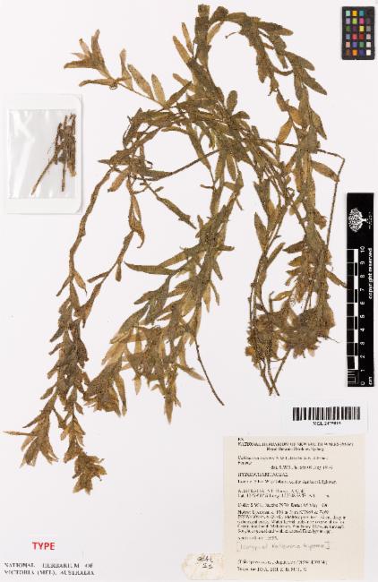 Valisnéria-de-três-asas