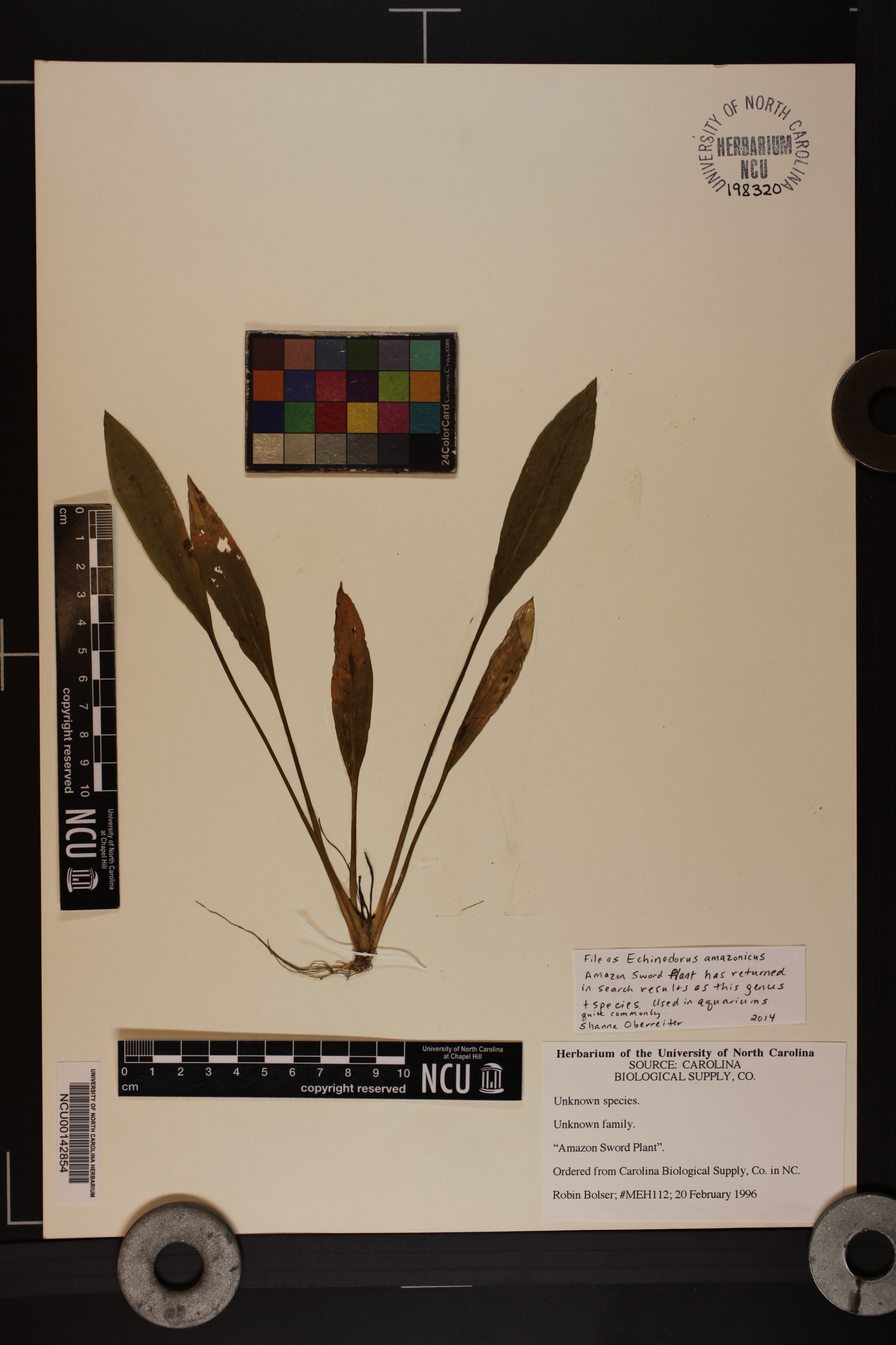 Espada-da-amazônia-comum