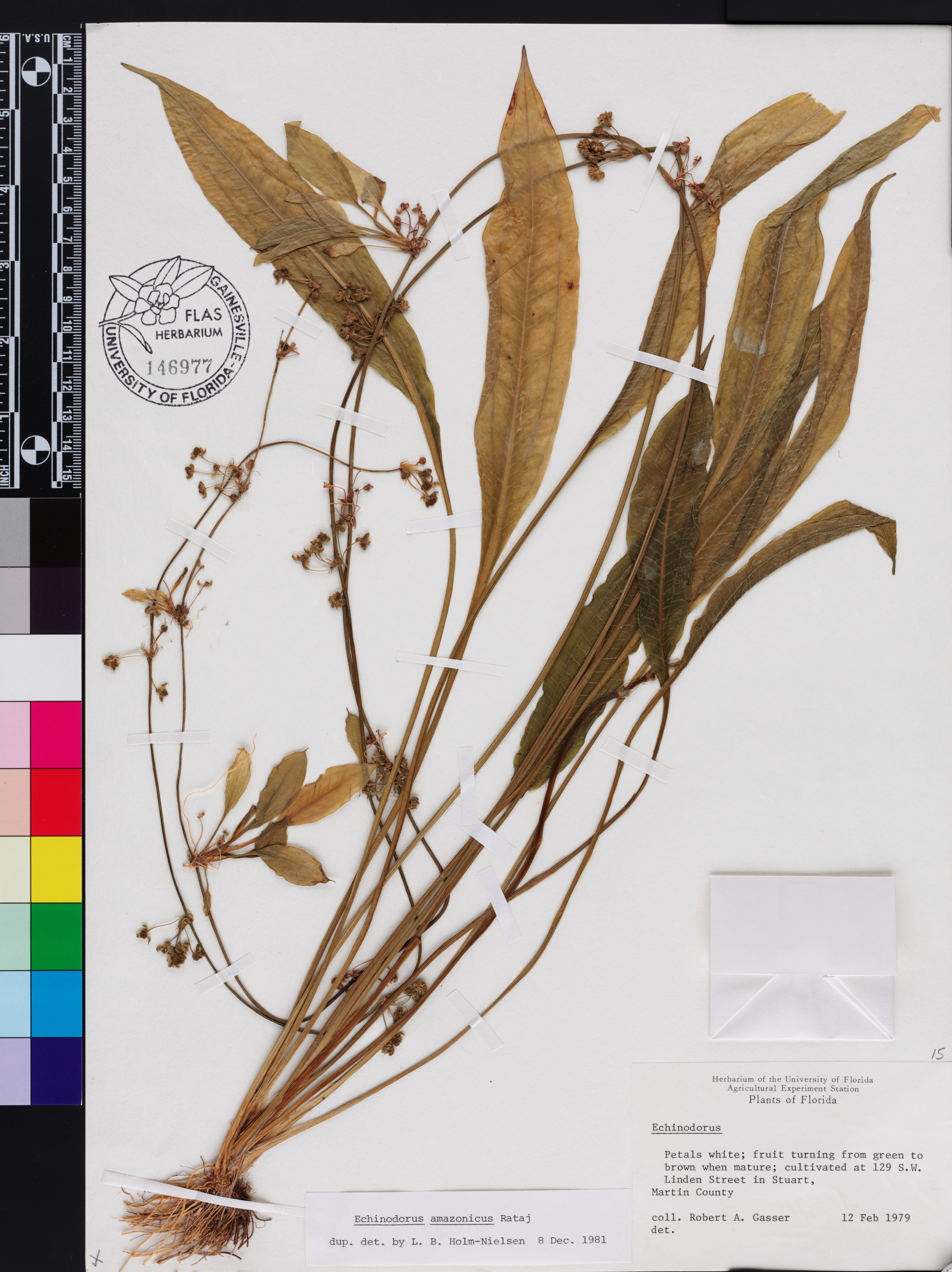 Espada-da-amazônia-comum