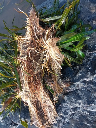Echinodorus-do-uruguai