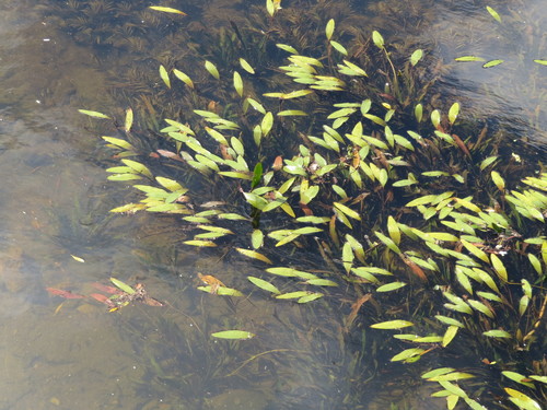 Echinodorus-do-uruguai