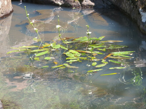 Echinodorus-do-uruguai