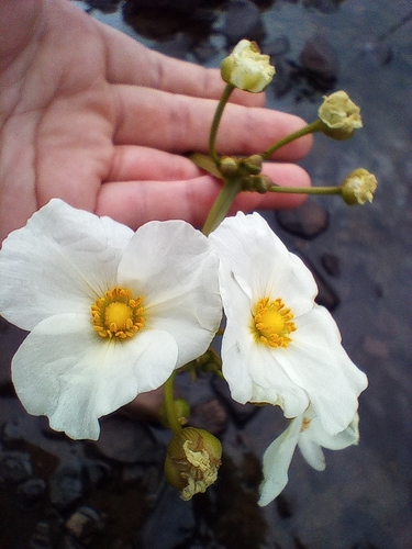Echinodorus-do-uruguai