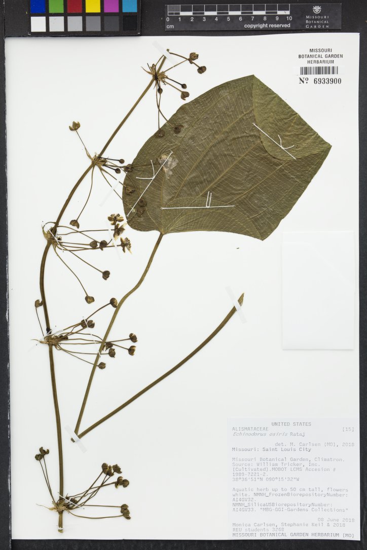 Echinodorus-de-osíris