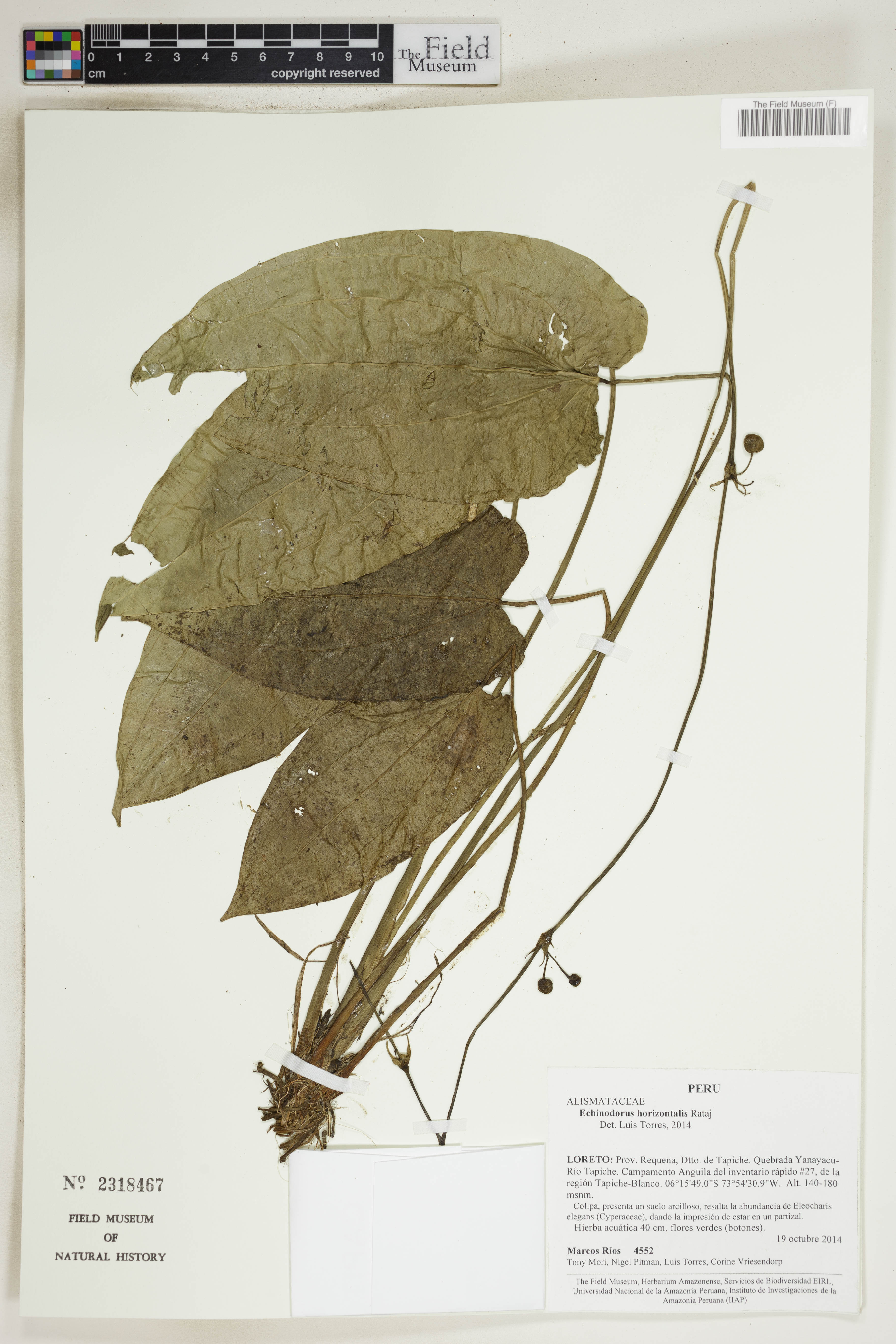 Echinodorus-horizontal