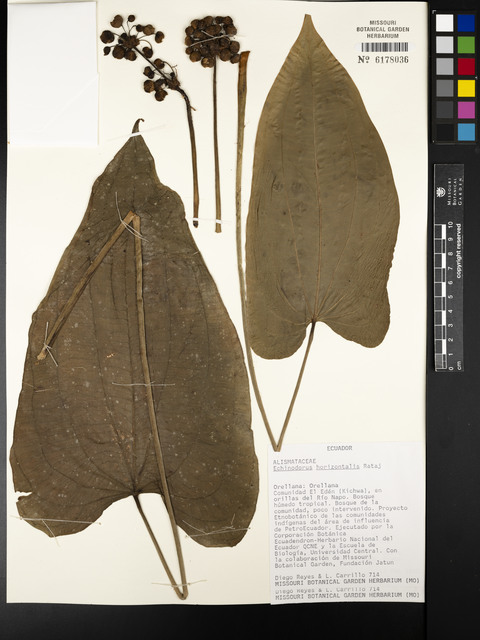 Echinodorus-horizontal