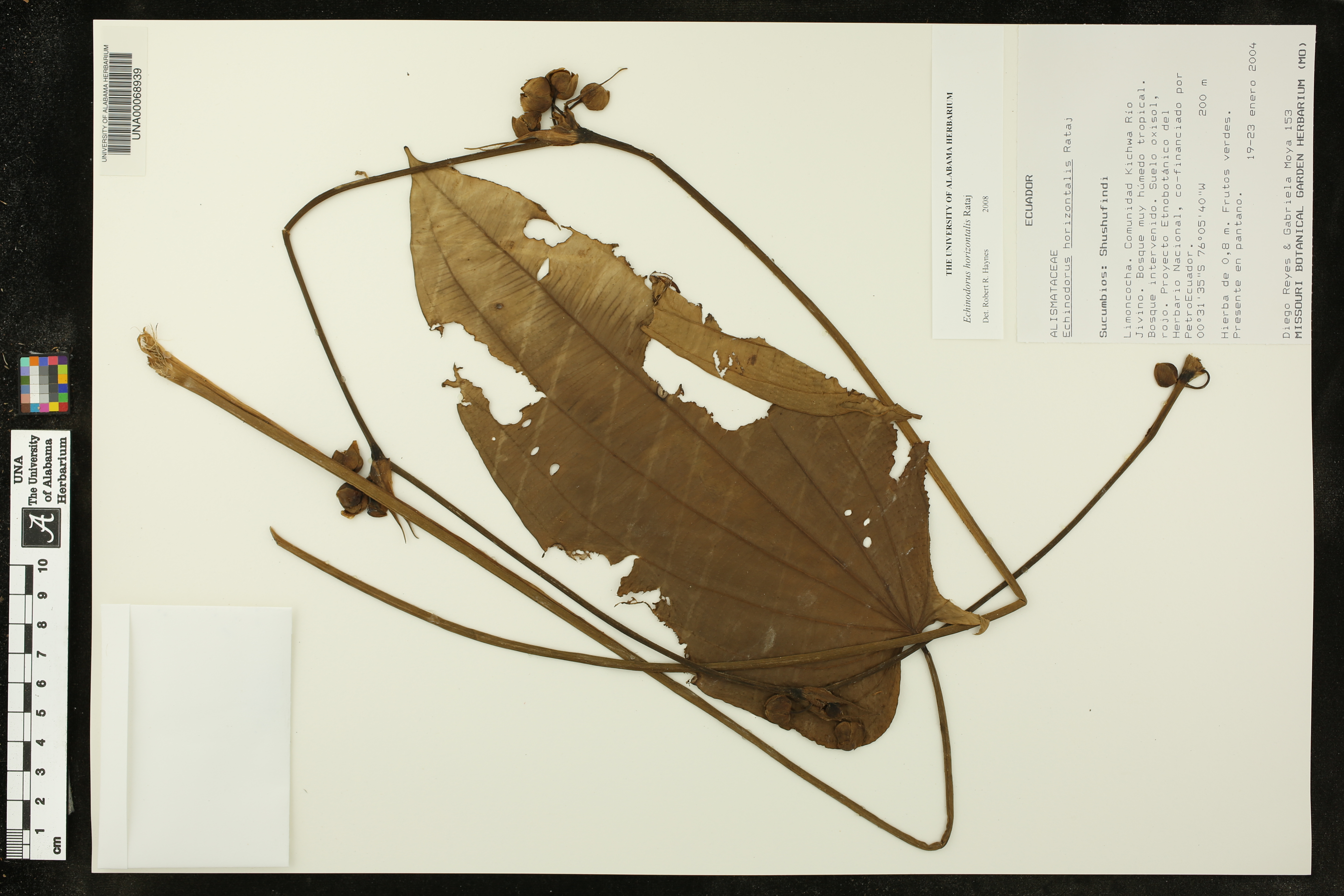 Echinodorus-horizontal