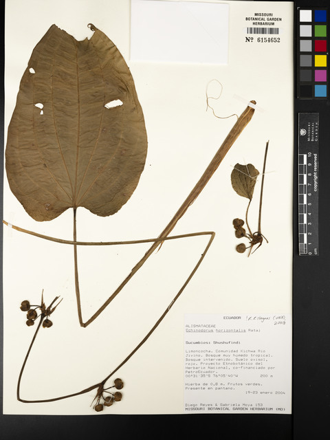 Echinodorus-horizontal