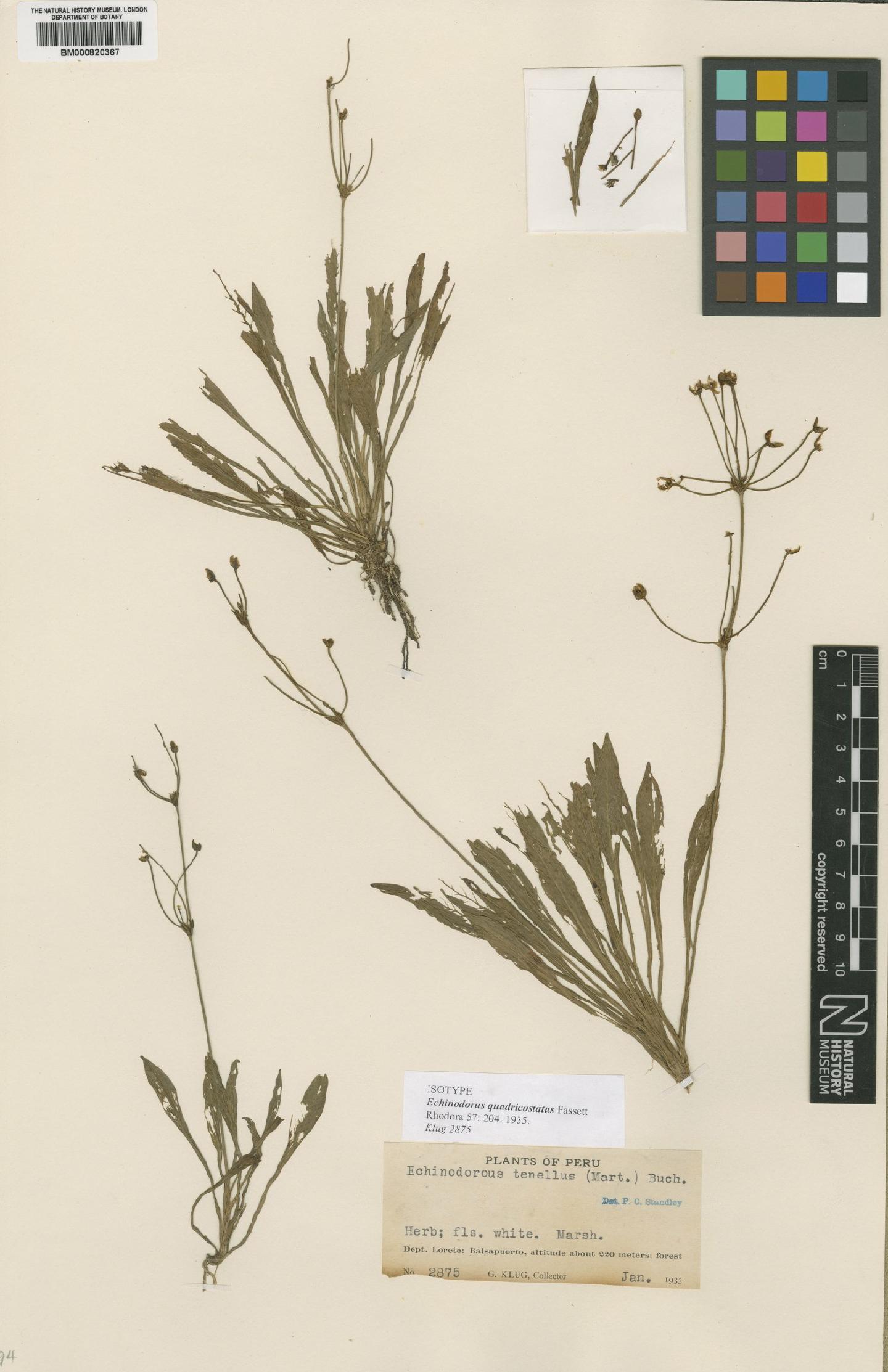 Echinodorus-anão