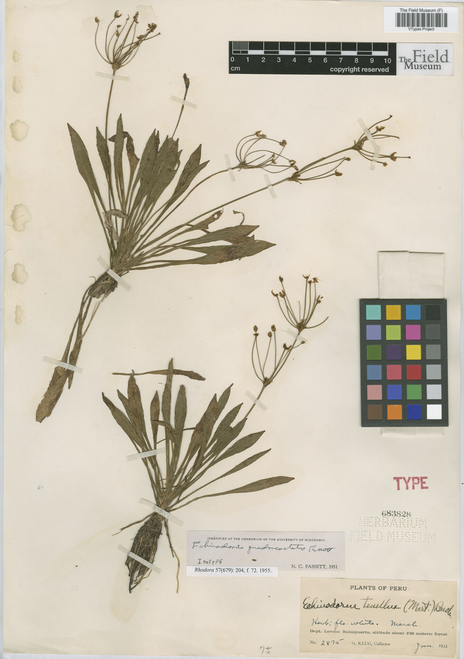 Echinodorus-anão