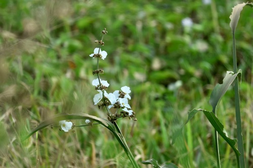 Chapéu-de-couro-paniculado