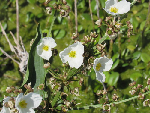 Chapéu-de-couro-paniculado