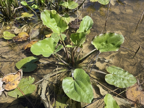 Echinodorus Ozelot Pintada