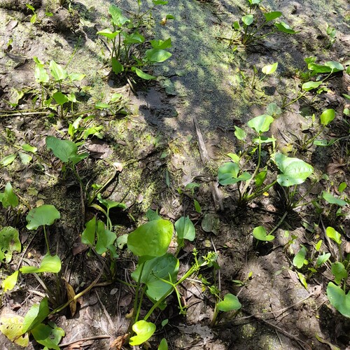 Echinodorus Ozelot Pintada