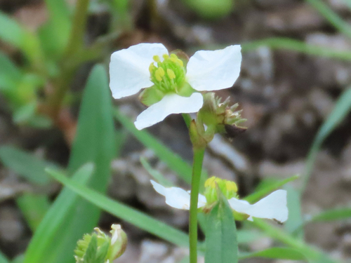 Echinodorus Rose Rosada