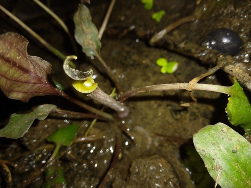 Criptocorine-undulata-verde
