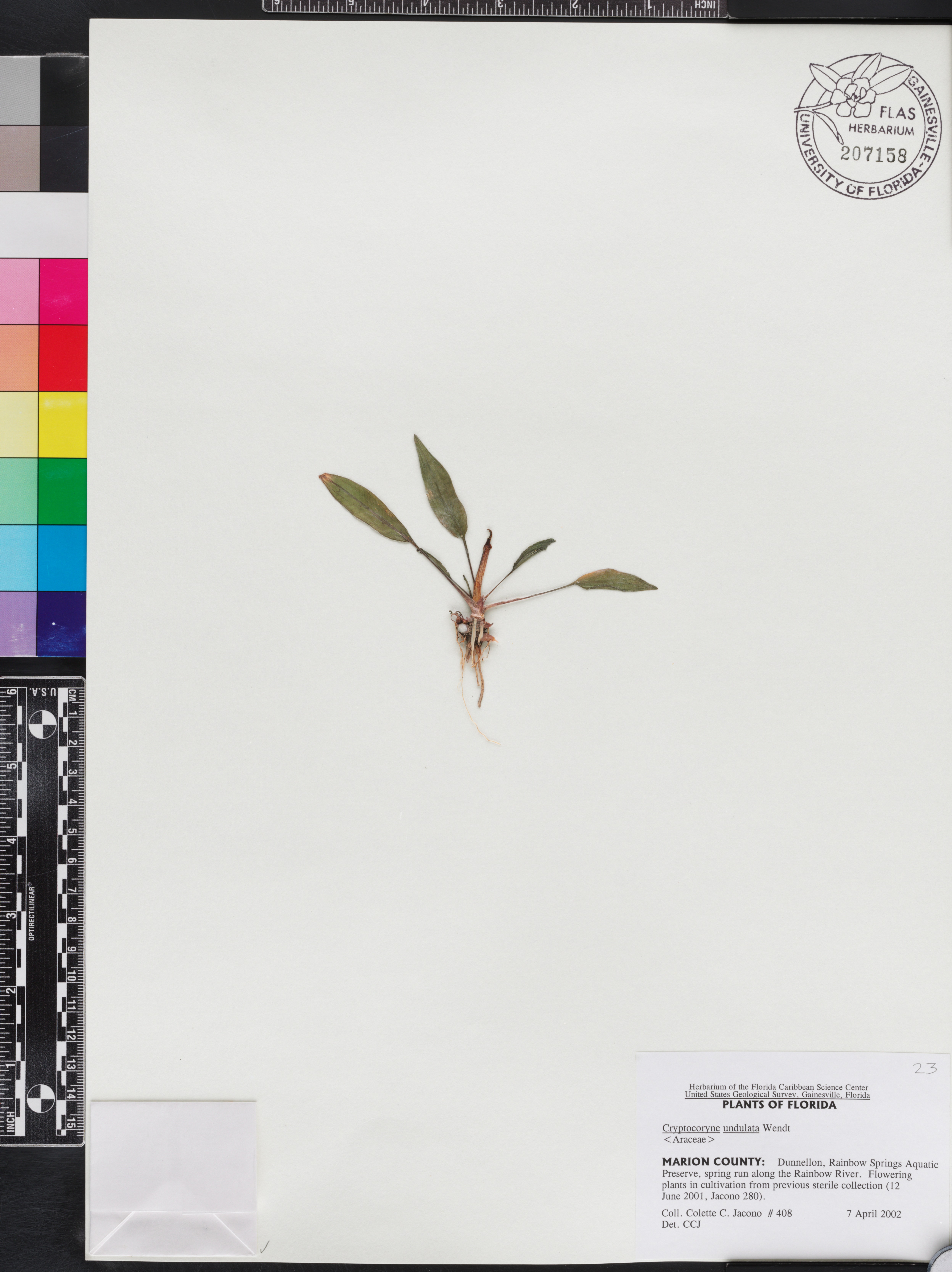 Criptocorine-undulata-verde