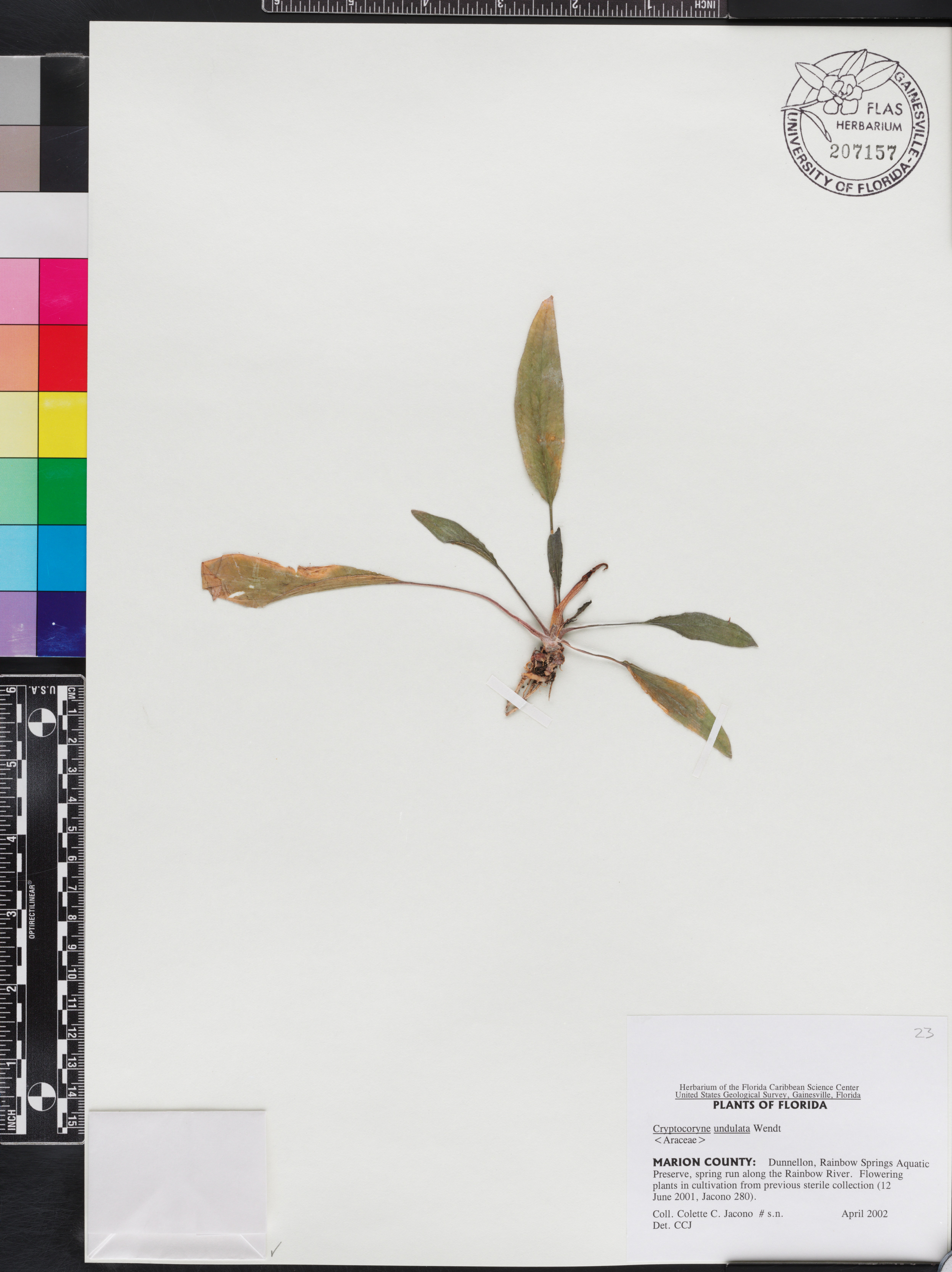Criptocorine-undulata-verde