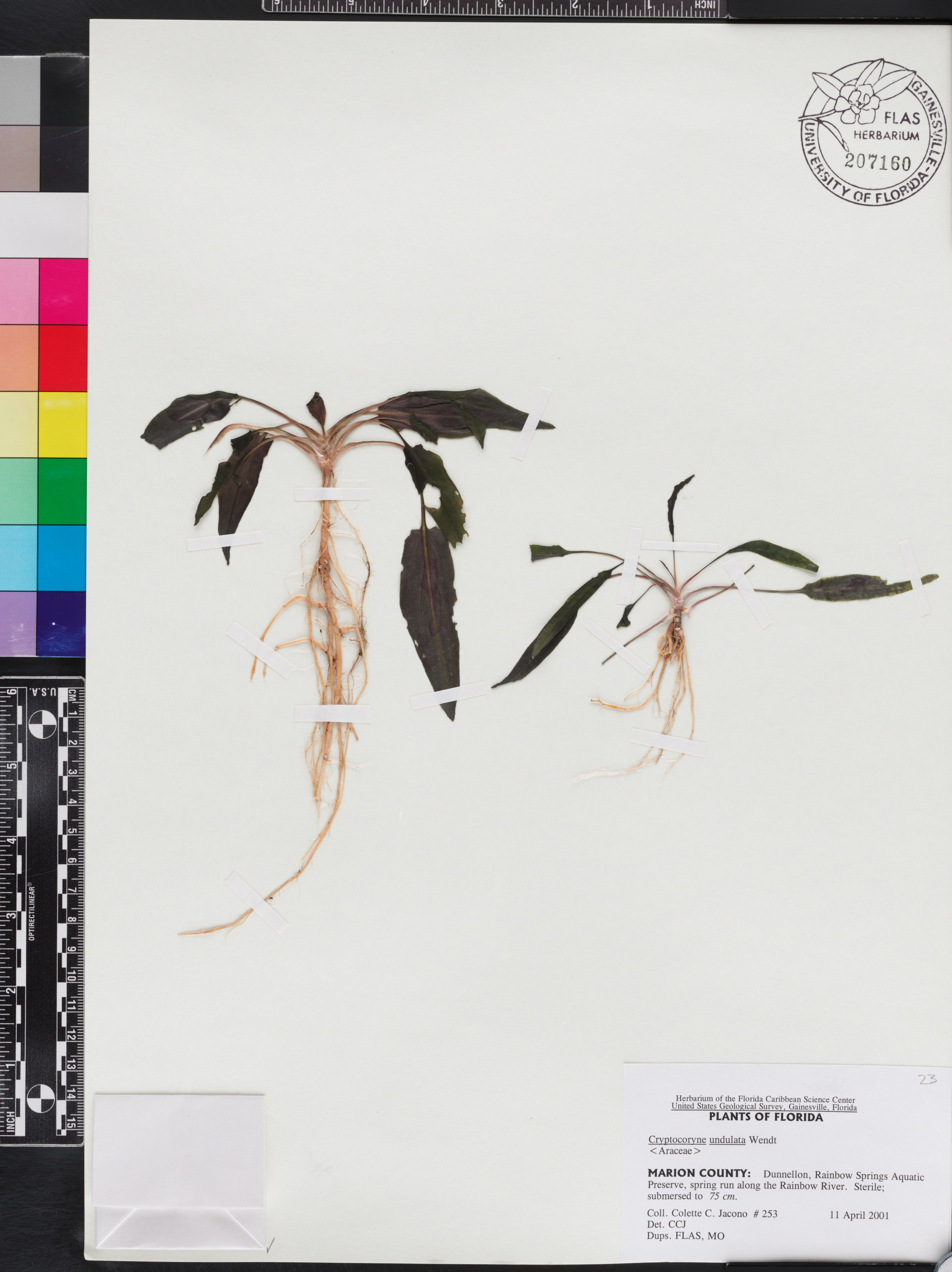 Criptocorine-undulata-verde