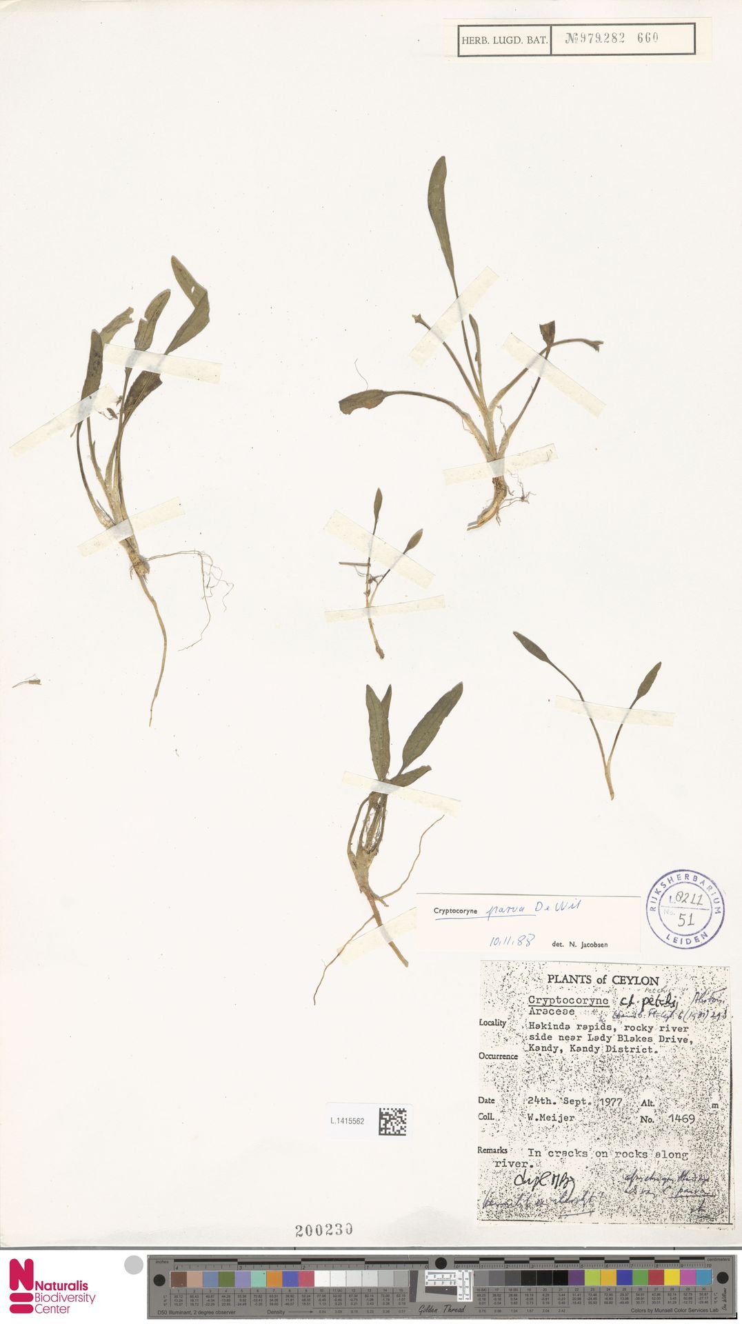 Criptocorine-anã-carpete