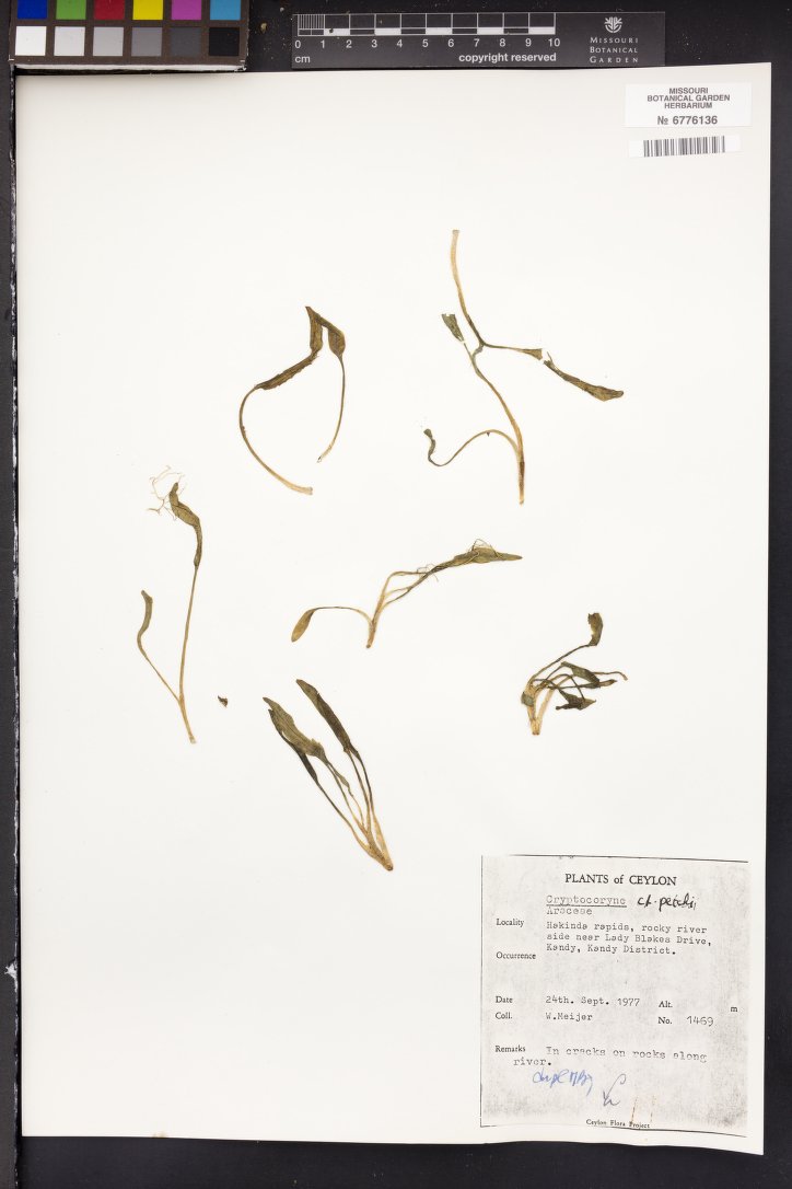 Criptocorine-anã-carpete