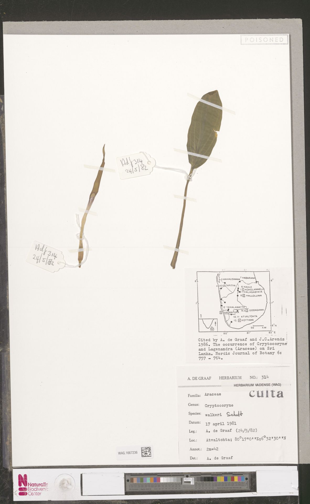 Criptocorine-de-walker