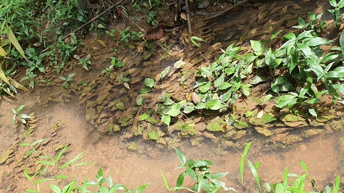 Criptocorine-folha-de-pontederia
